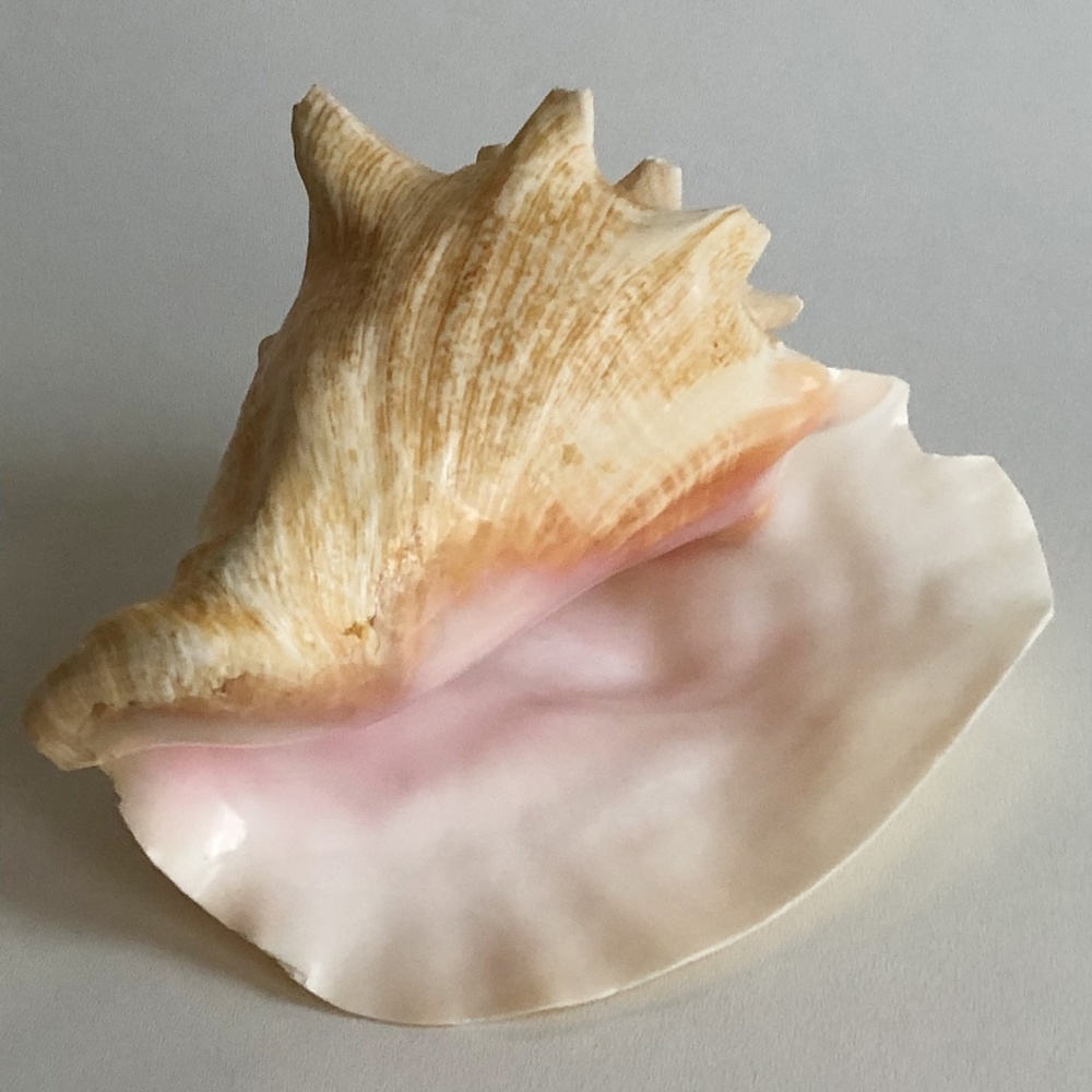 LARGE Horned Conch Shell Nautical Beach Decor - Picture 5 of 12